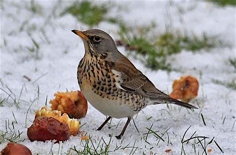 Make a Bird Food Winter Wreath