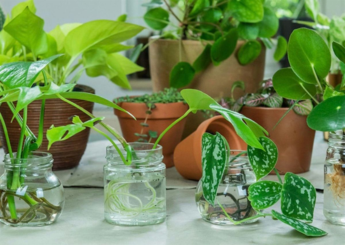 Plant Swap - Spd