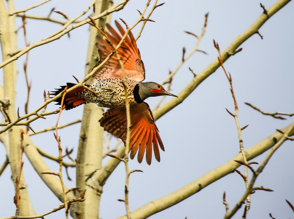 Accessible Birding at Kathryn Albertson Park