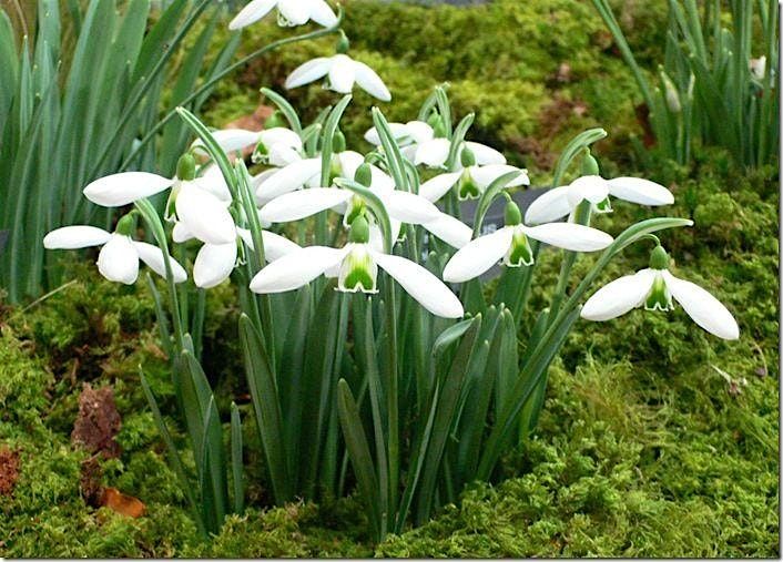 Imbolc\/Candlemas Open Ritual