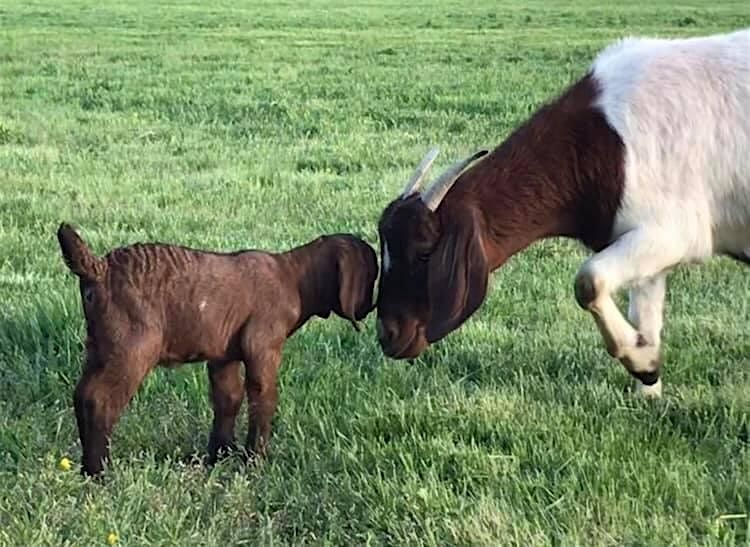 Small Ruminant Management - Greenville