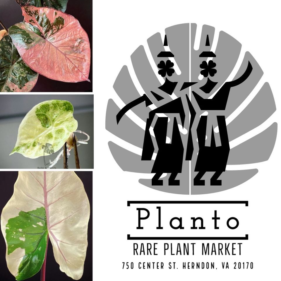 Planto Rare Plant Market Pop Up