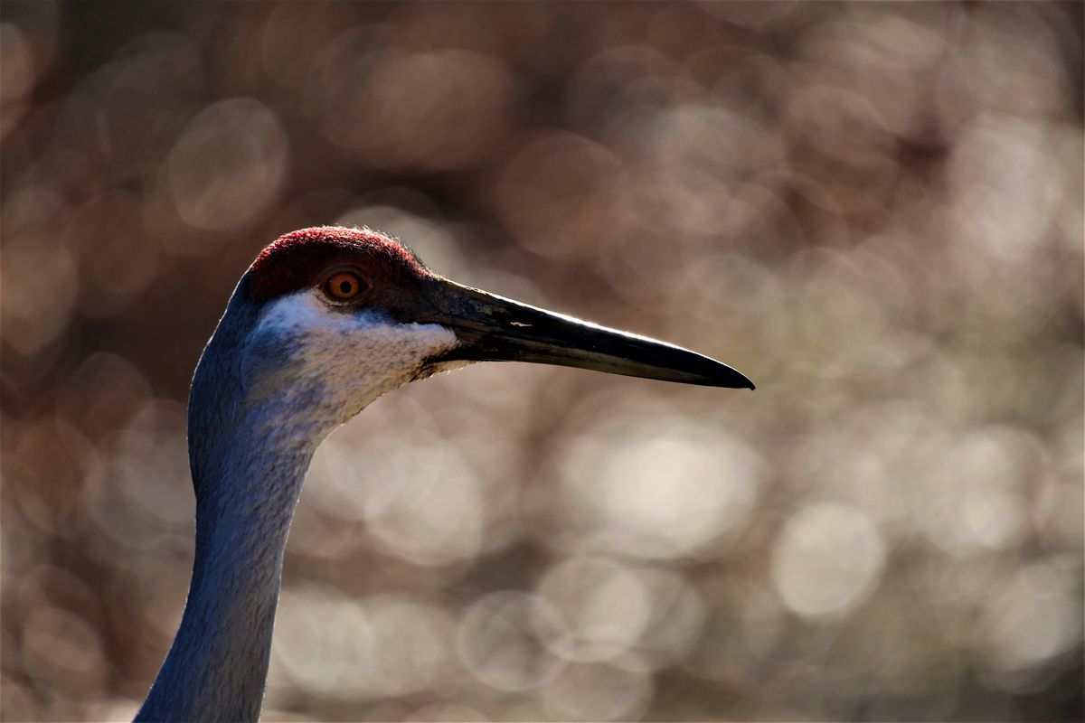 Sandhill Crane Field Trip at Haehnle Sanctuary