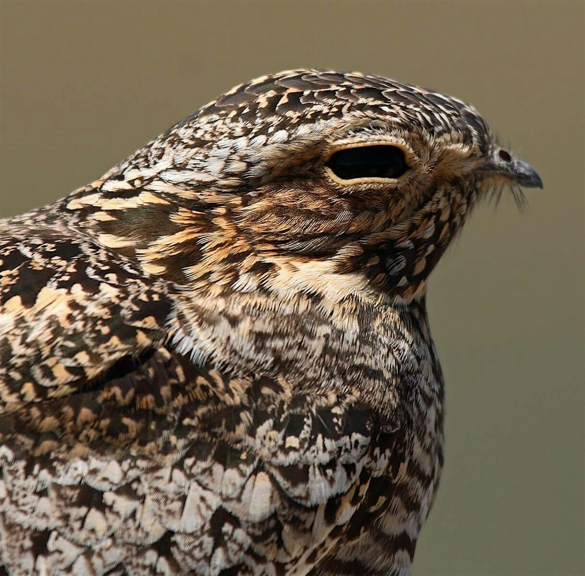 Nighthawks  at Houston Meadow