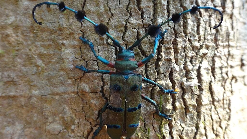 Longhorn Beetle Pinning