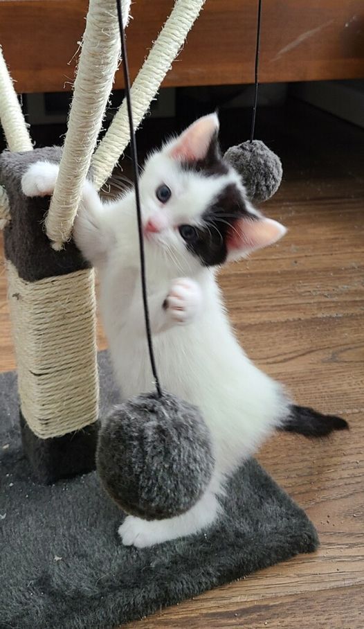 Zdfgbo1nyu5nnm Petsmart Events July 2022 22312