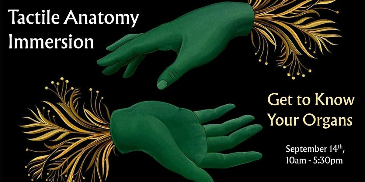 Tactile Anatomy Immersion: Get to Know Your Organs