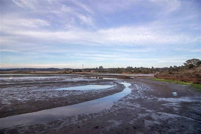 King Tides - Low Tide Birding Hike