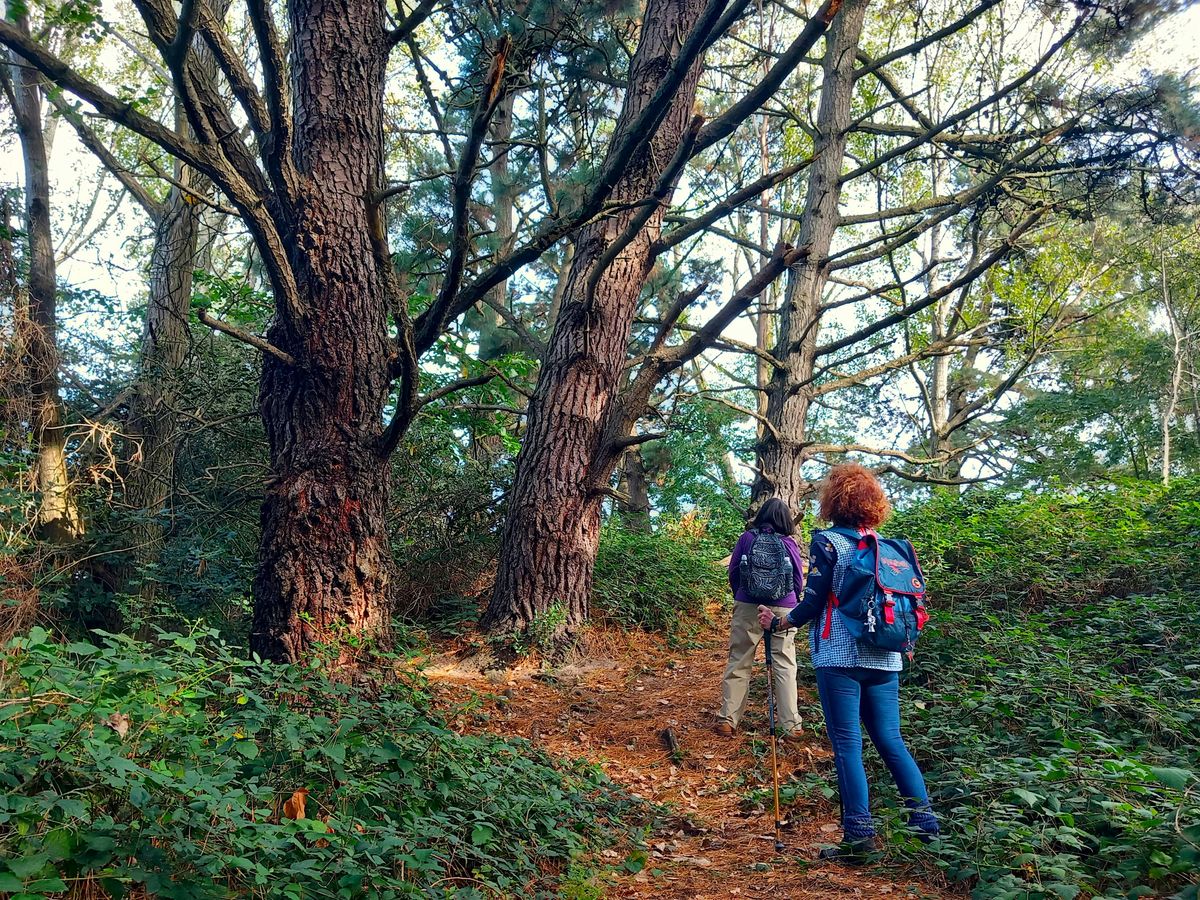 Trees and Fungi - Autumn Nature Walk at Turlin Moor