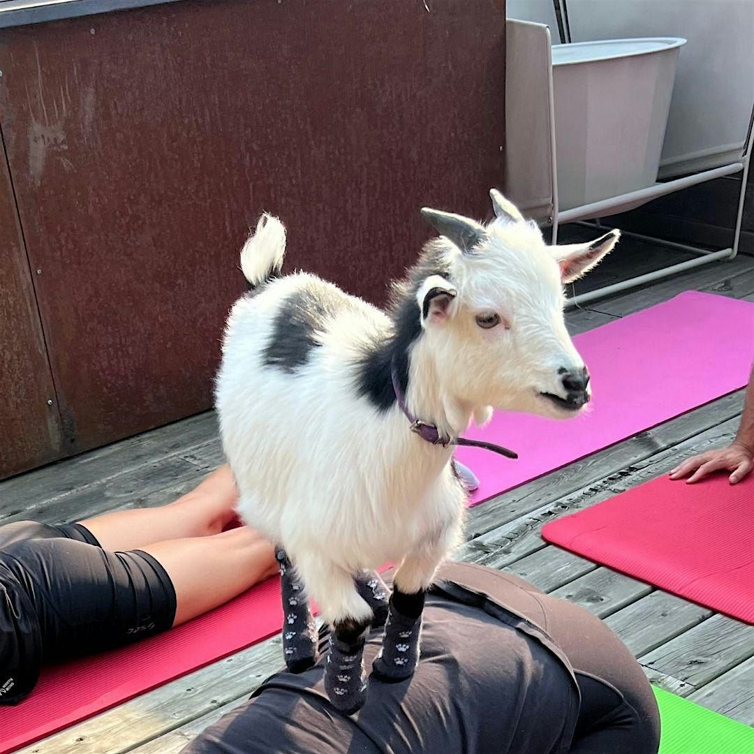 Goat Yoga in Toronto