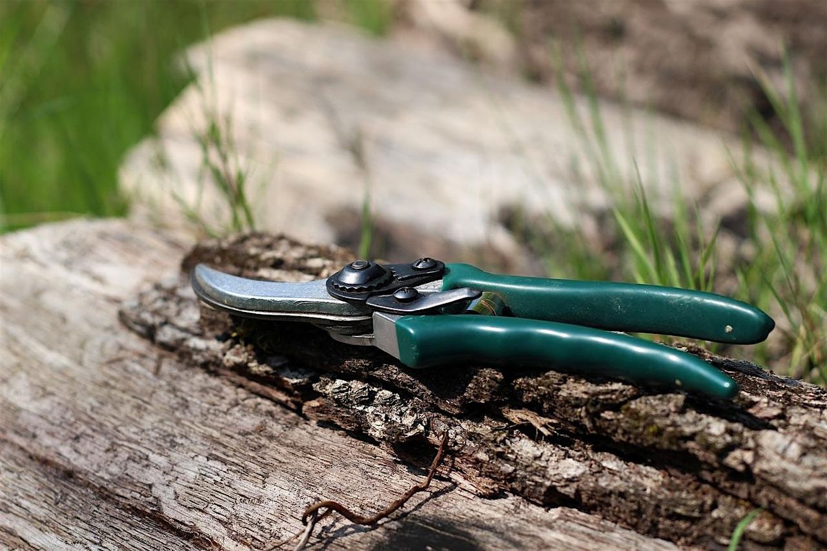 Prune Like A Pro: Tree & Shrub Pruning Essentials