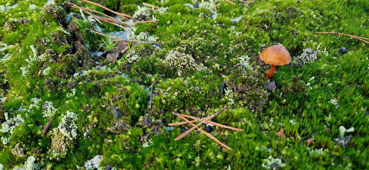 Touch grass:  nature connection for queers and their besties