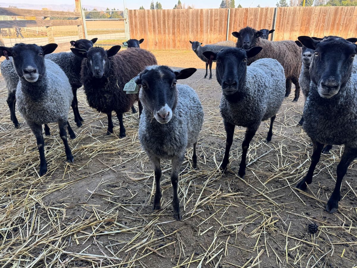 Sheep Shearing Day