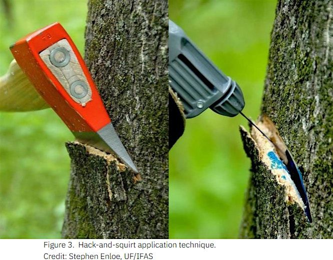 How to Treat Invasive Chinese Tallow Tree