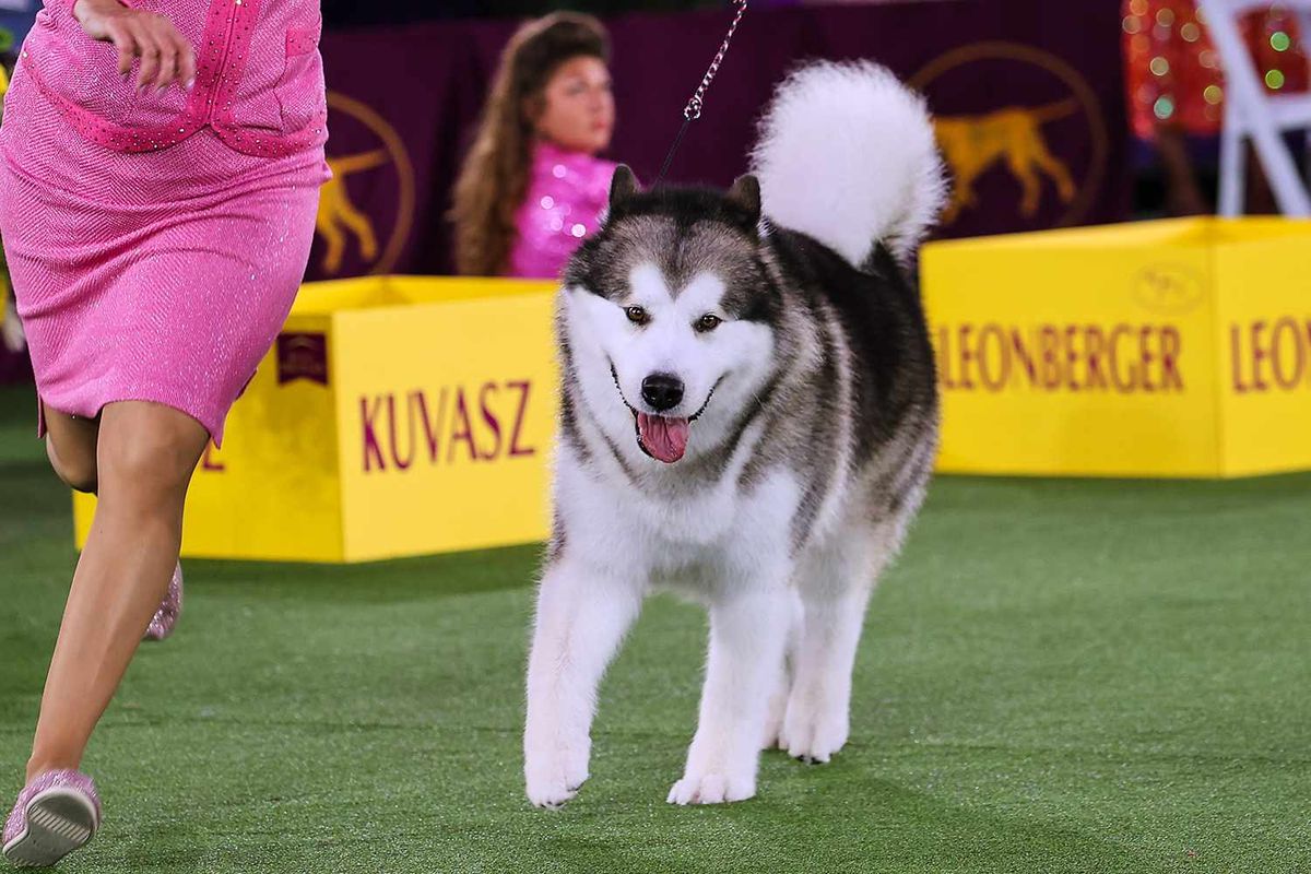 Westminster Kennel Club Dog Show