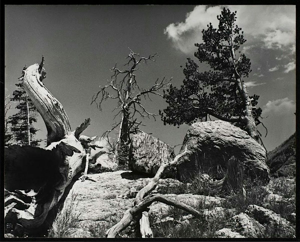 Curatorial Tour with Dr. Carrie Cushman: The Worlds of Ilse Bing