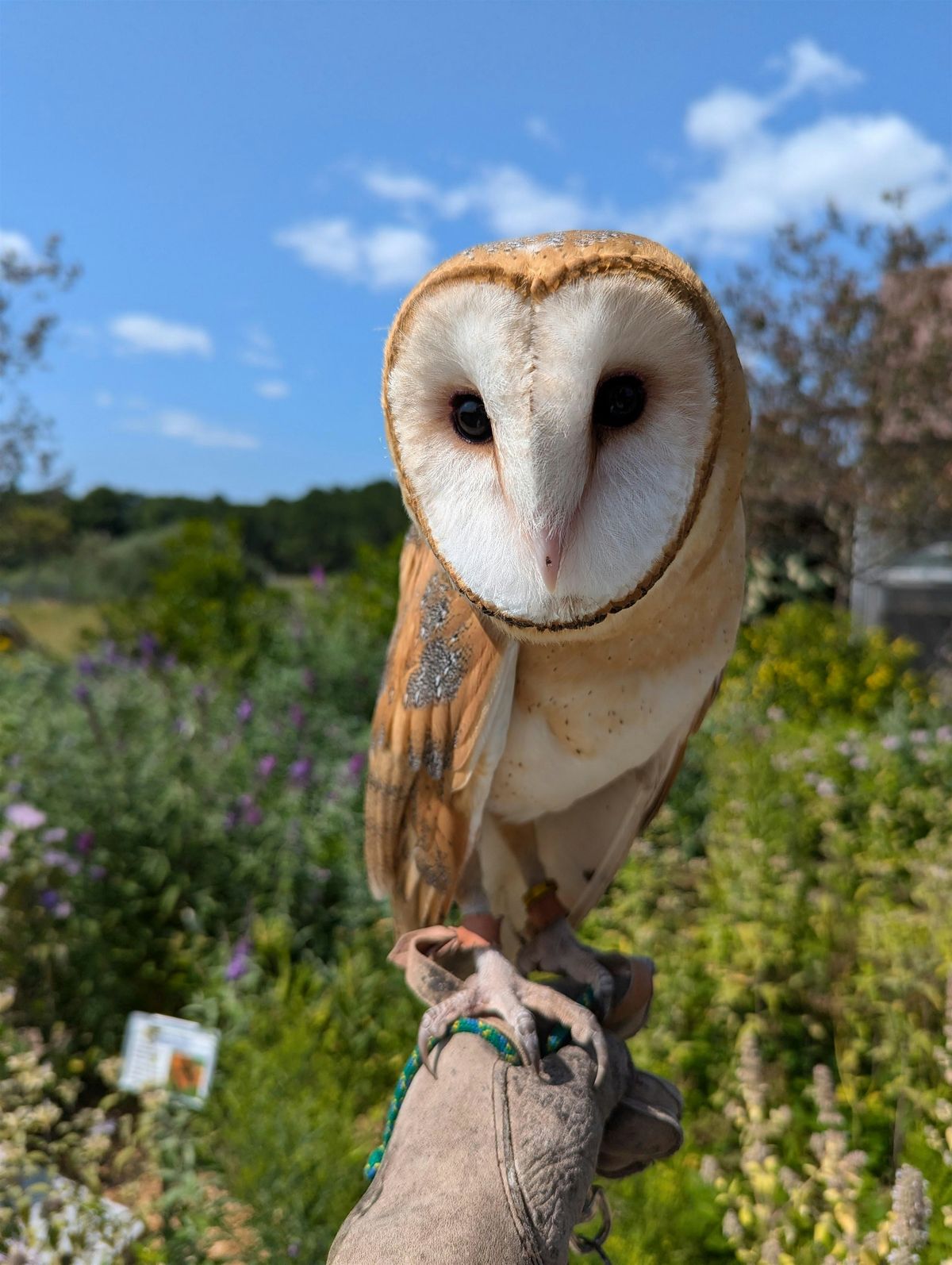 Winter Wiggles: Casper the Barn Owl w\/ Megan