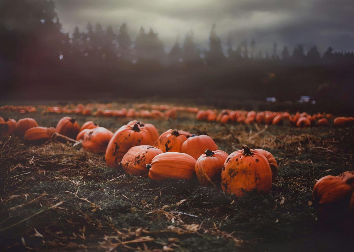 Pumpkins at Prato