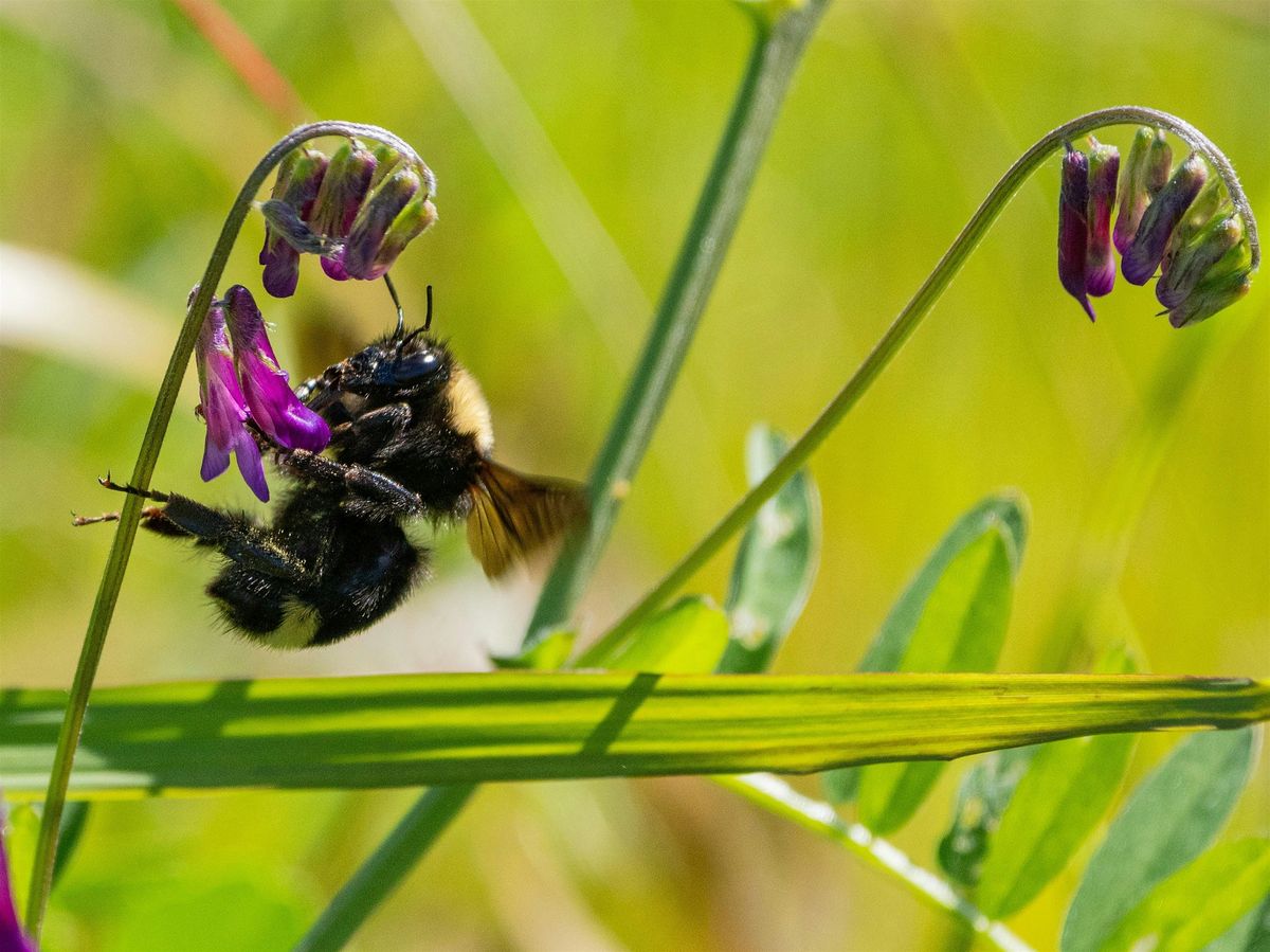 Coyote Meadows BioBlitz