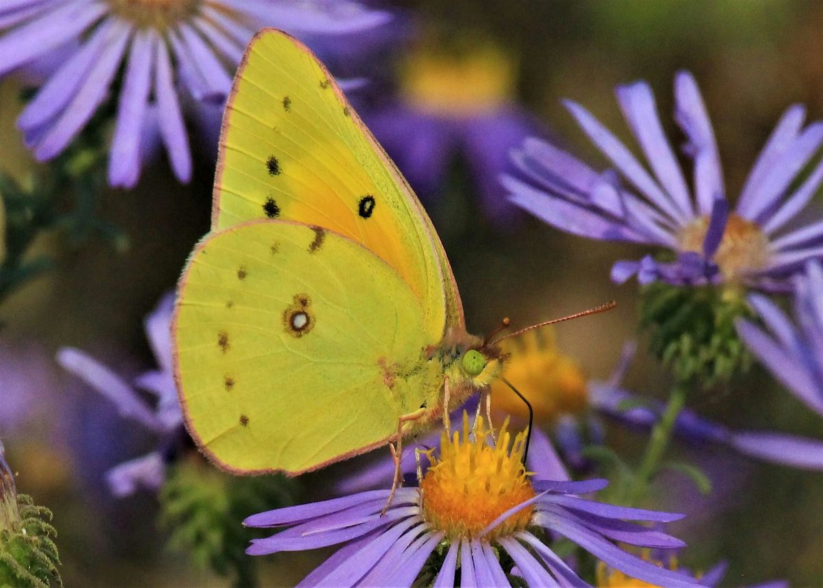 Native Plants 101