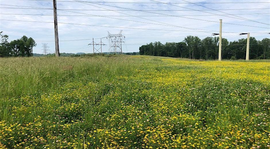 Monarch Butterfly Roundtables - Energy & Transportation Industries