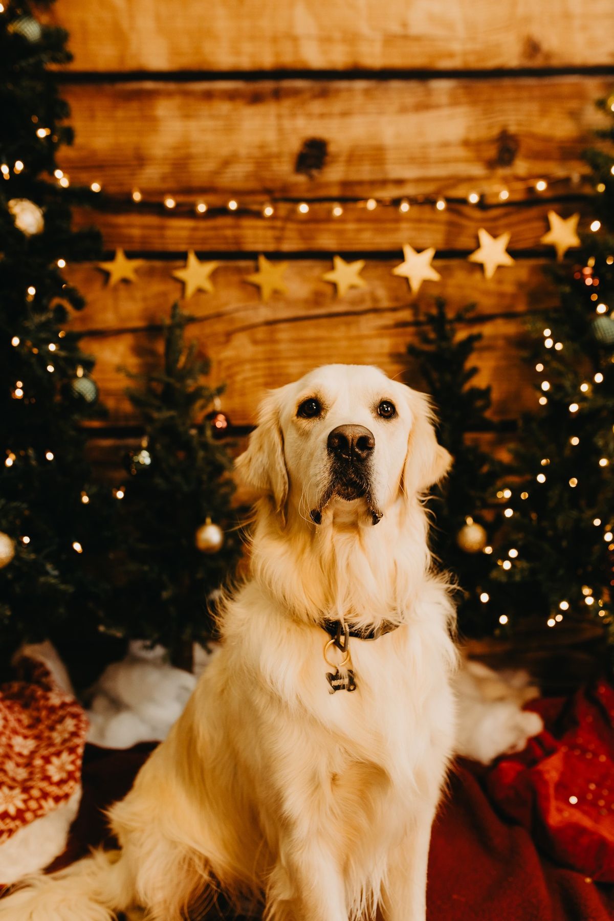 Holiday Pet Portraits at Lakeshore Humane Society 