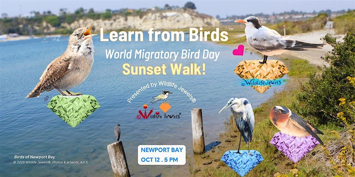 Learn from Birds \u2014 World Migratory Bird Day Sunset Walk (Newport Bay)