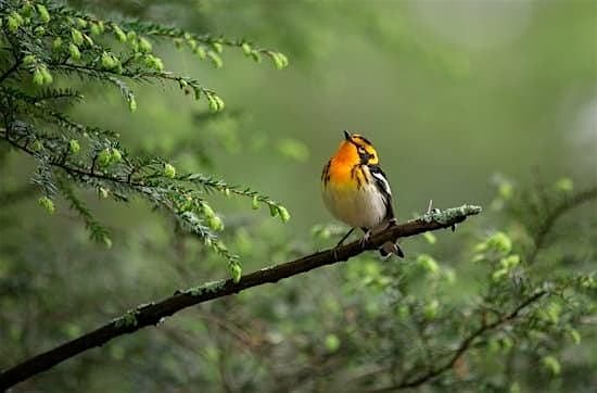 Celebrate Spring Migration Birding Tour