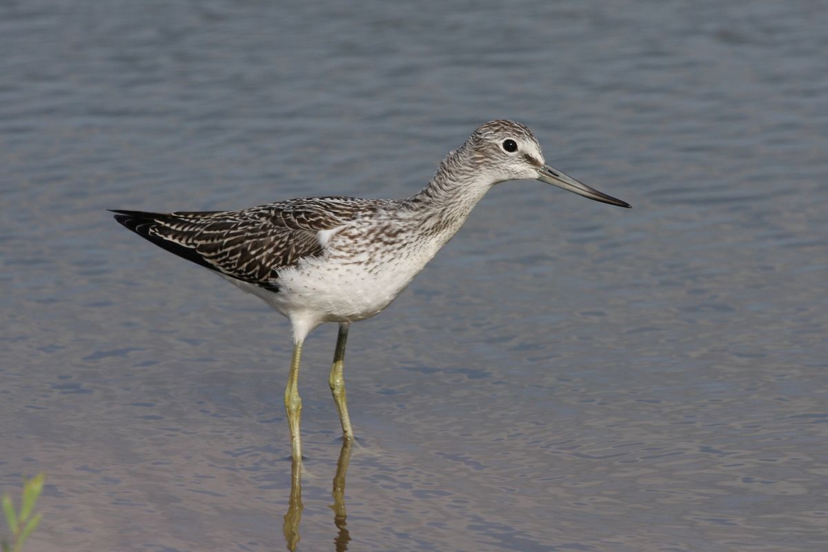 Wardens Wetland Birds Tours