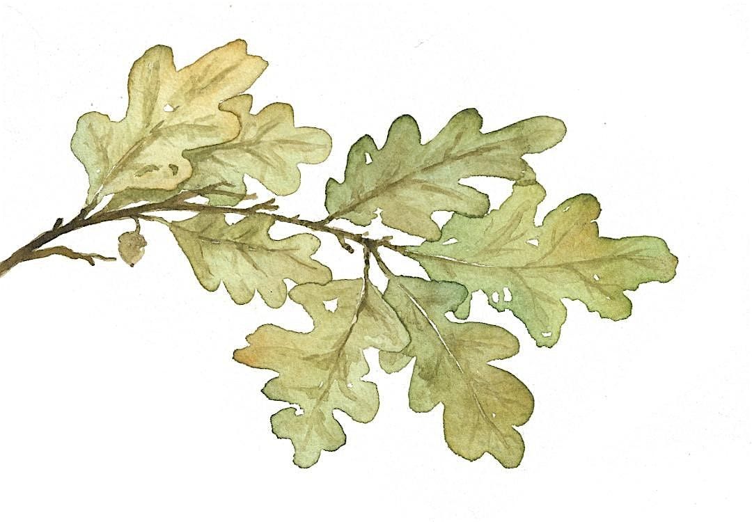 Painting Plants with Watercolour: FREE Workshop