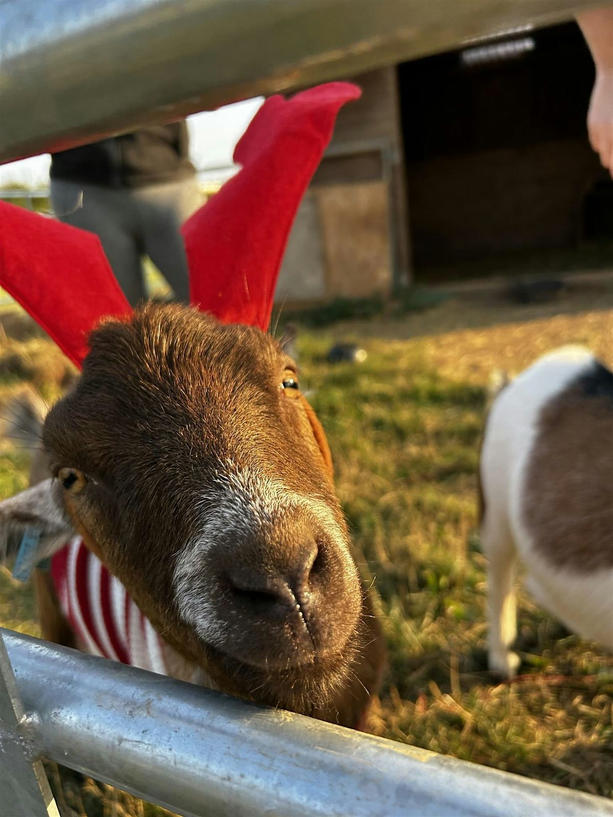 Christmas Goat Yoga