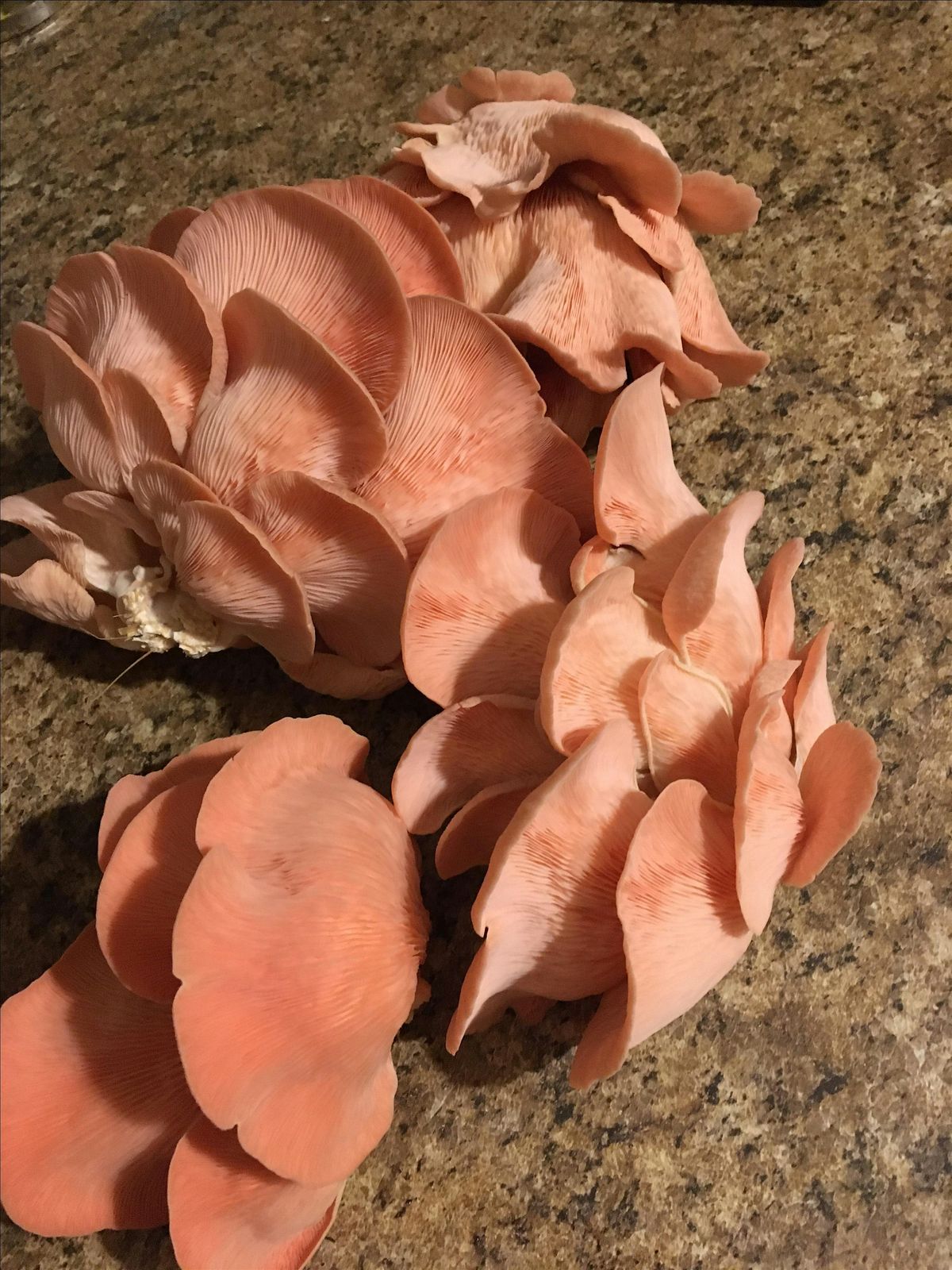 Community Oyster Mushroom Planting