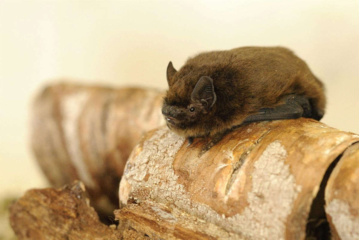 Family bat walk - Kenworthy Woods