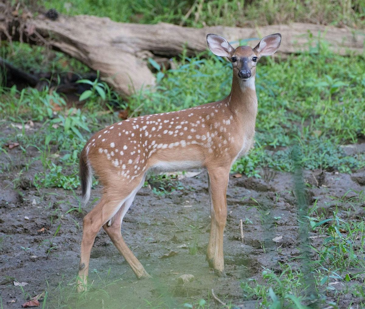 Oh deer! White-Tailed Deer of the Preserve