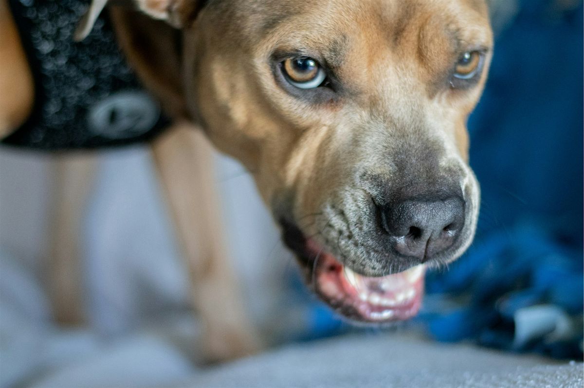 Understanding Possessive Behaviour  in Dogs Talk