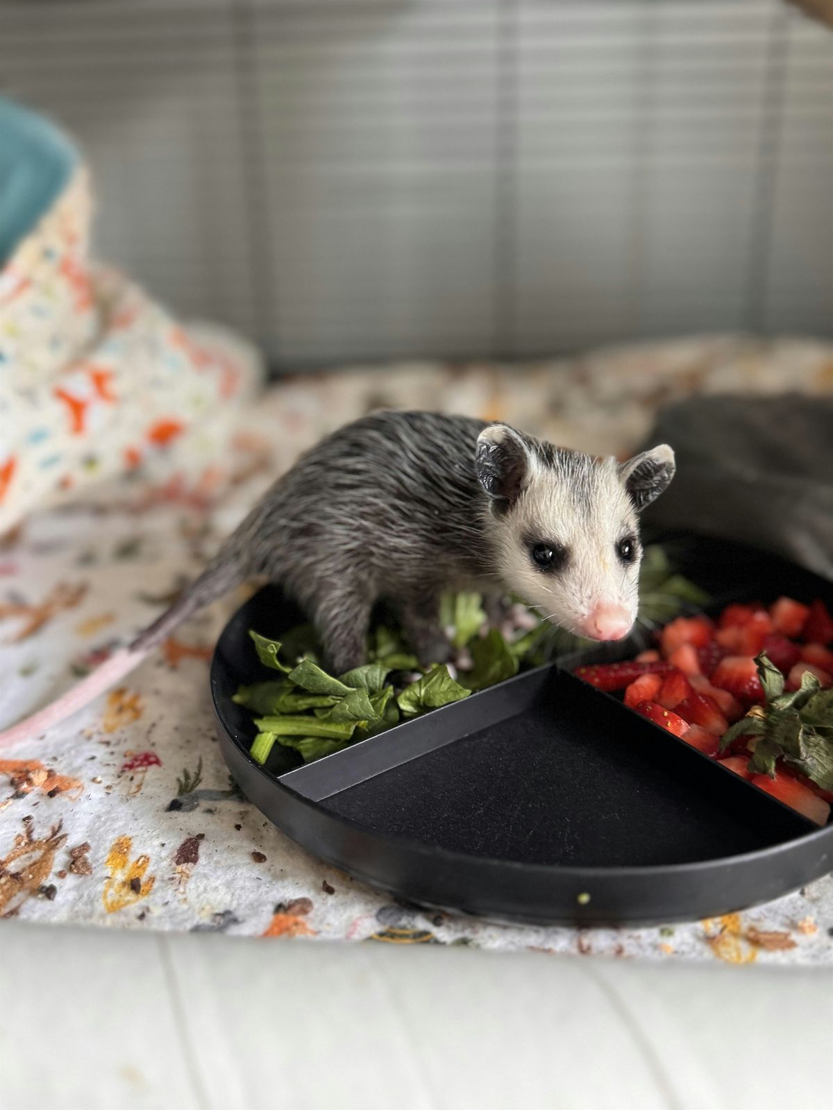 Renesting and Reuniting Baby Wildlife