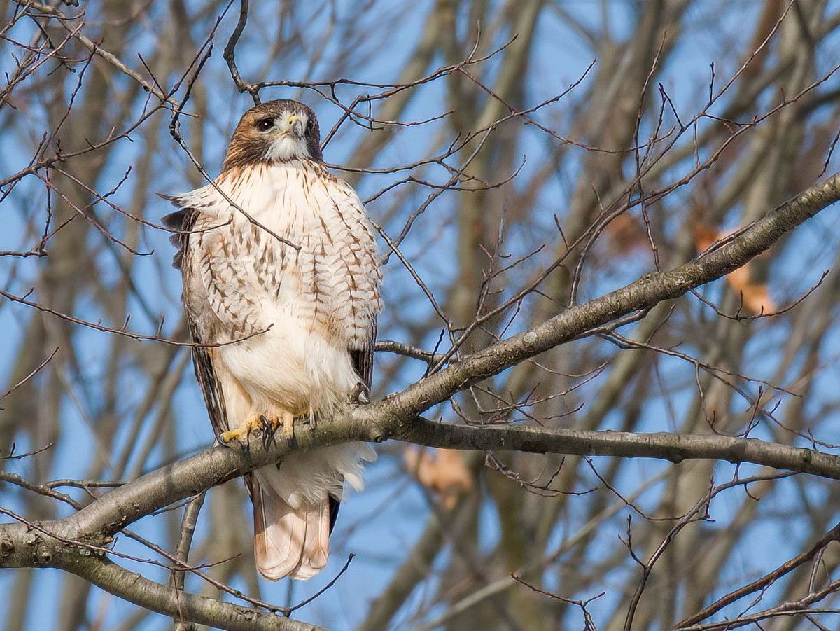 WCAS Bird Walk: West Creek Reservation