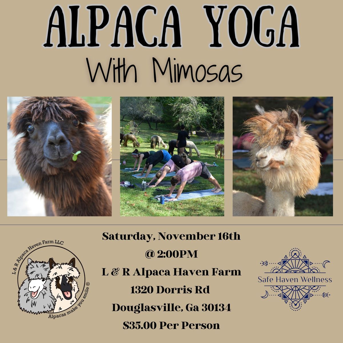 Alpaca Yoga with Mimosas 11\/16\/24