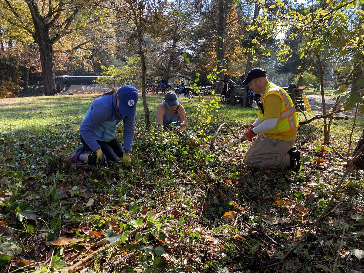 Invasive vegetation removal at Riverside Park