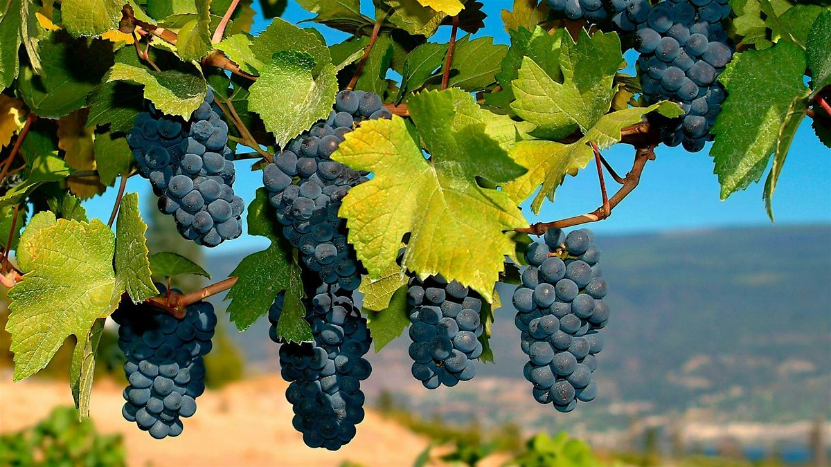Premium Red Wine Series: Syrah