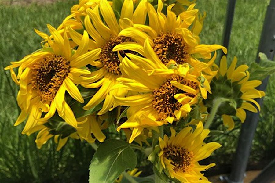 LSU Science Caf\u00e9: Lessons from Sunflower