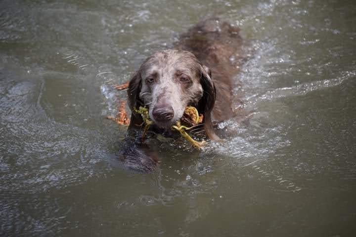 Group Gundog Training