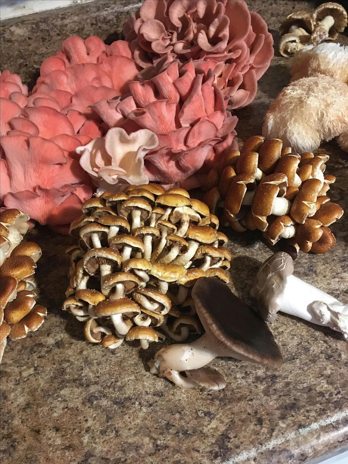 Mushroom Gardening Series: Grow Lions Mane Mushrooms