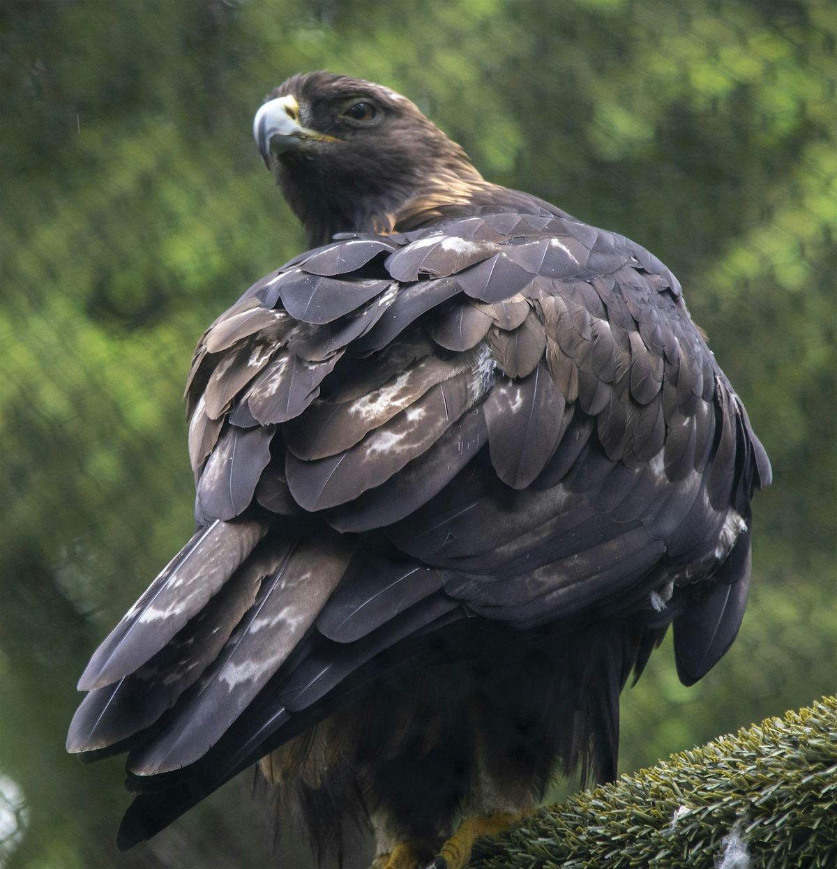 Summer Camp: Feathered Friends