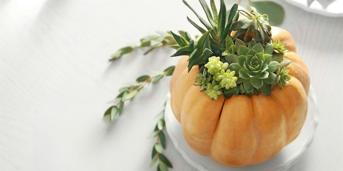 Pumpkin Succulent Planter