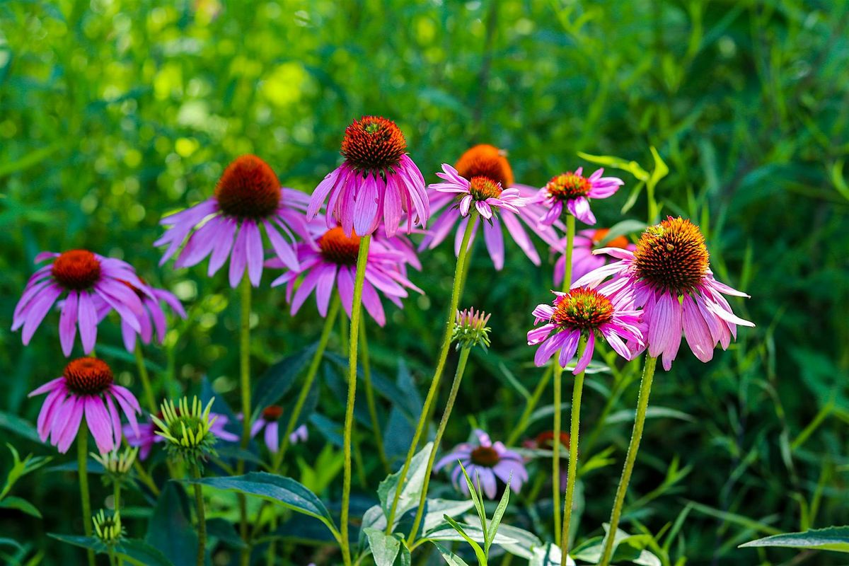 Native Plants of the Preserve