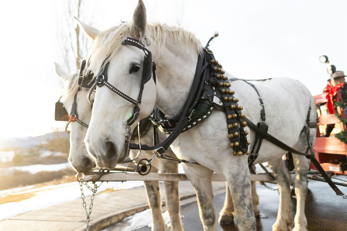 Dinner with Santa and a 2 horse open sleigh