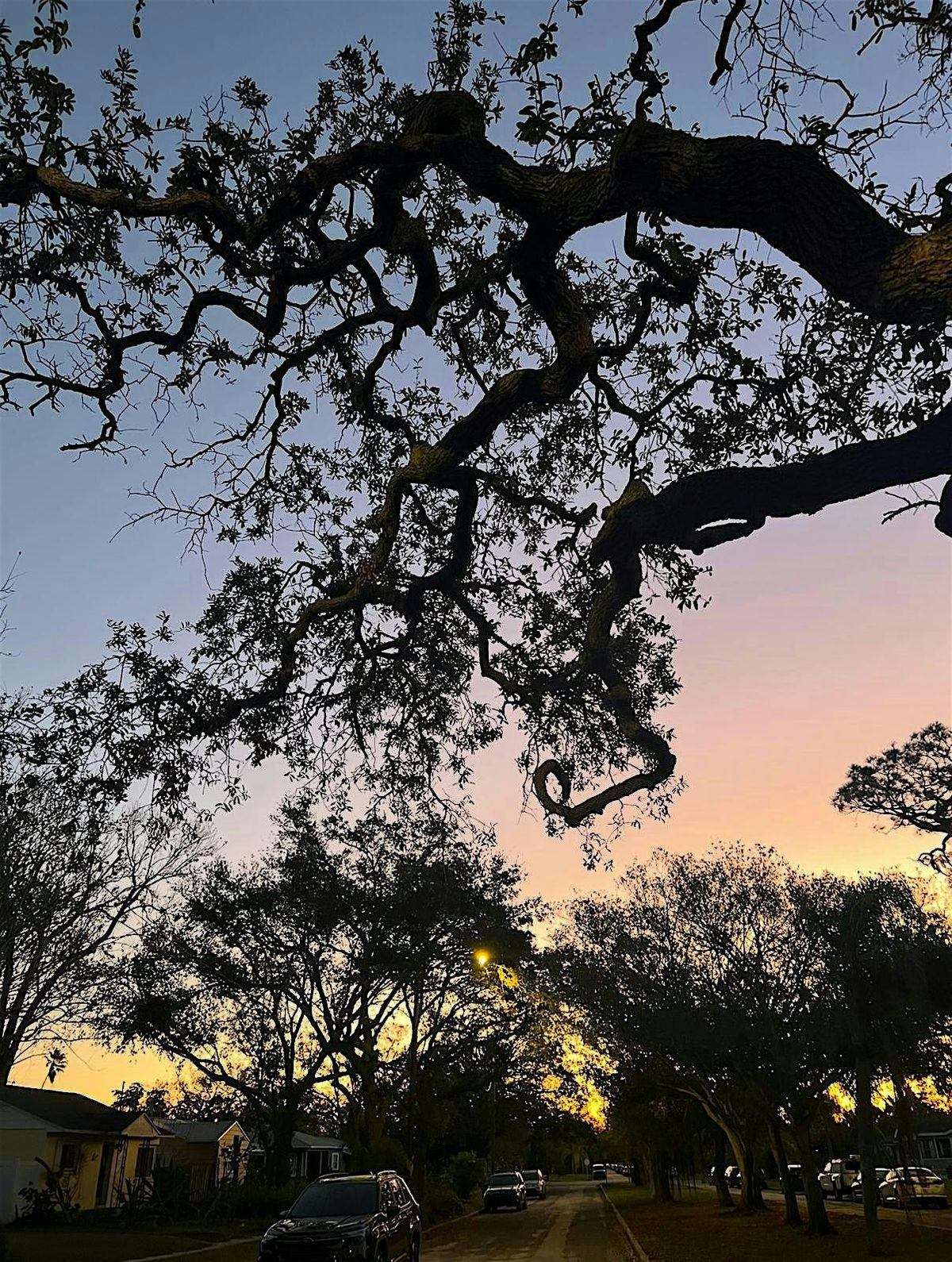 The Chakra Series - The Root