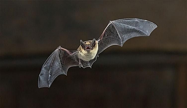 Twilight Bat Walk with Friends of Whirlow Brook Park, S11 9QD
