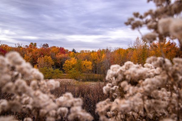 Nature Sprouts: All about Fall